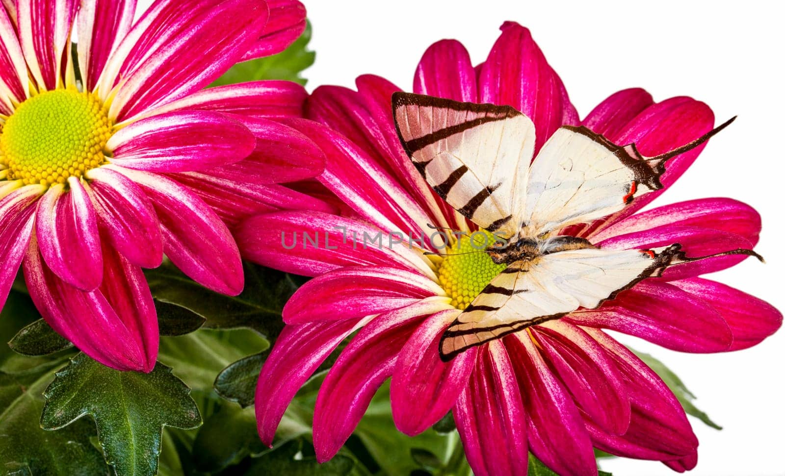 Fourbar Swordtail Butterfly sitting on Red Mum