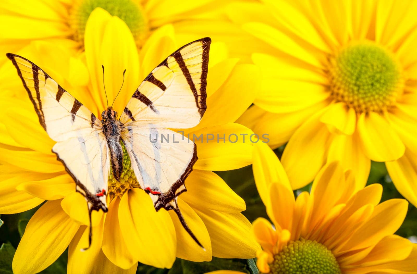 Fourbar Swordtail Butterfly on Yellow Chrysanthemum