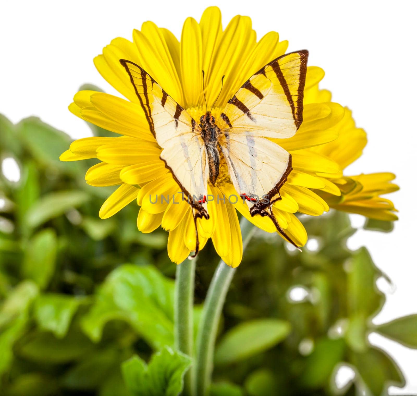 Fourbar Swordtail Butterfly on Yellow Gerbera Daisy