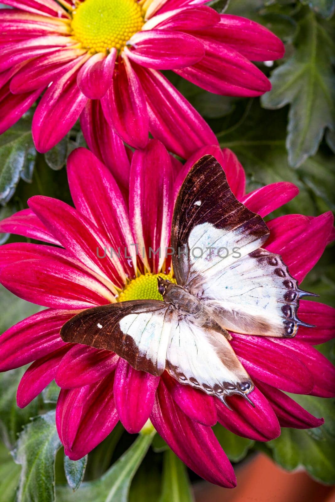 Plain Nawab Butterfly on a red Mum