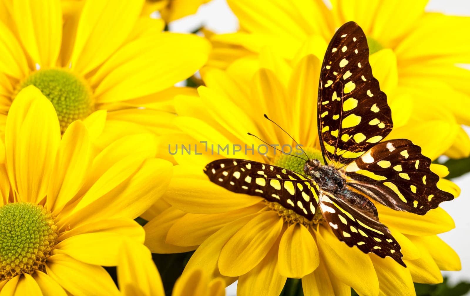 Green Jay Butterfly  aka Green Triangle or Green Spotted Triangle  on Yellow Chrysanthemum