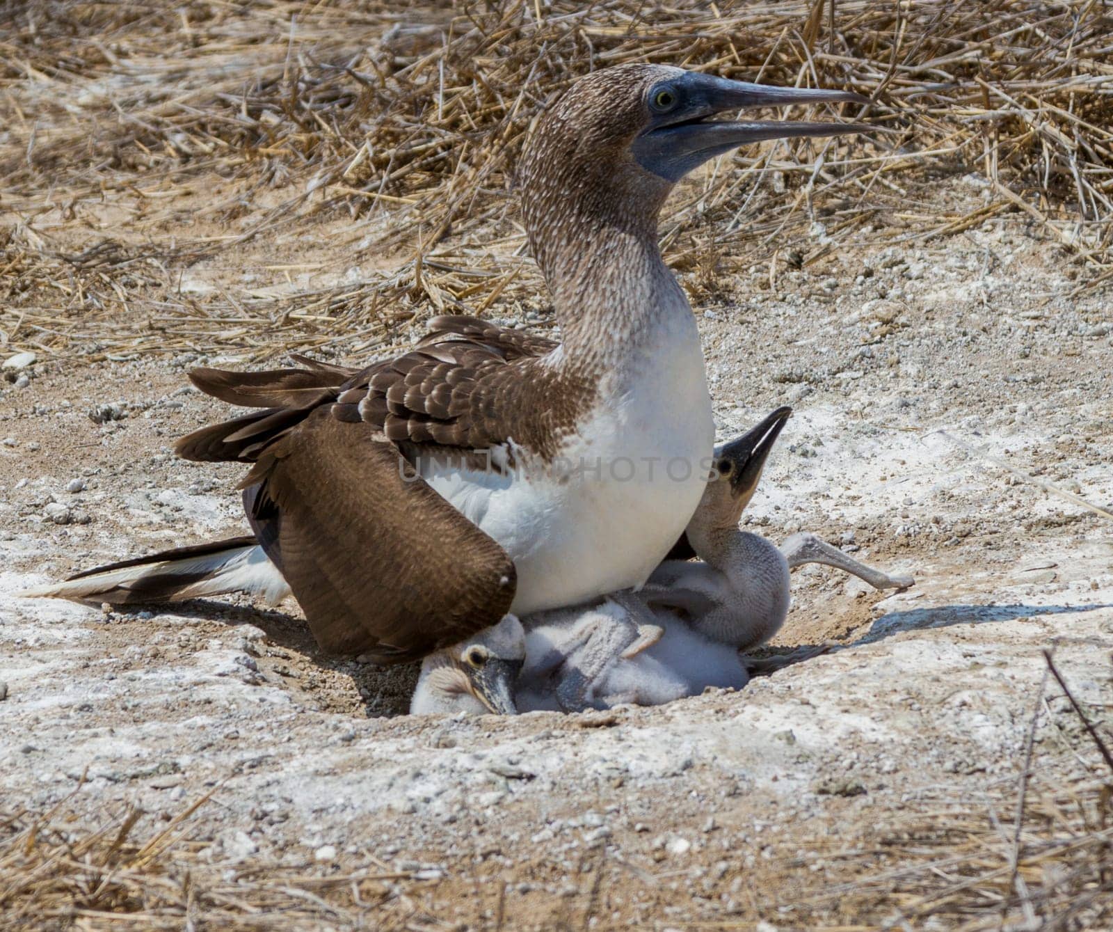An adult female blue-footed booby sitting on two newborn chicks on her next on the ground