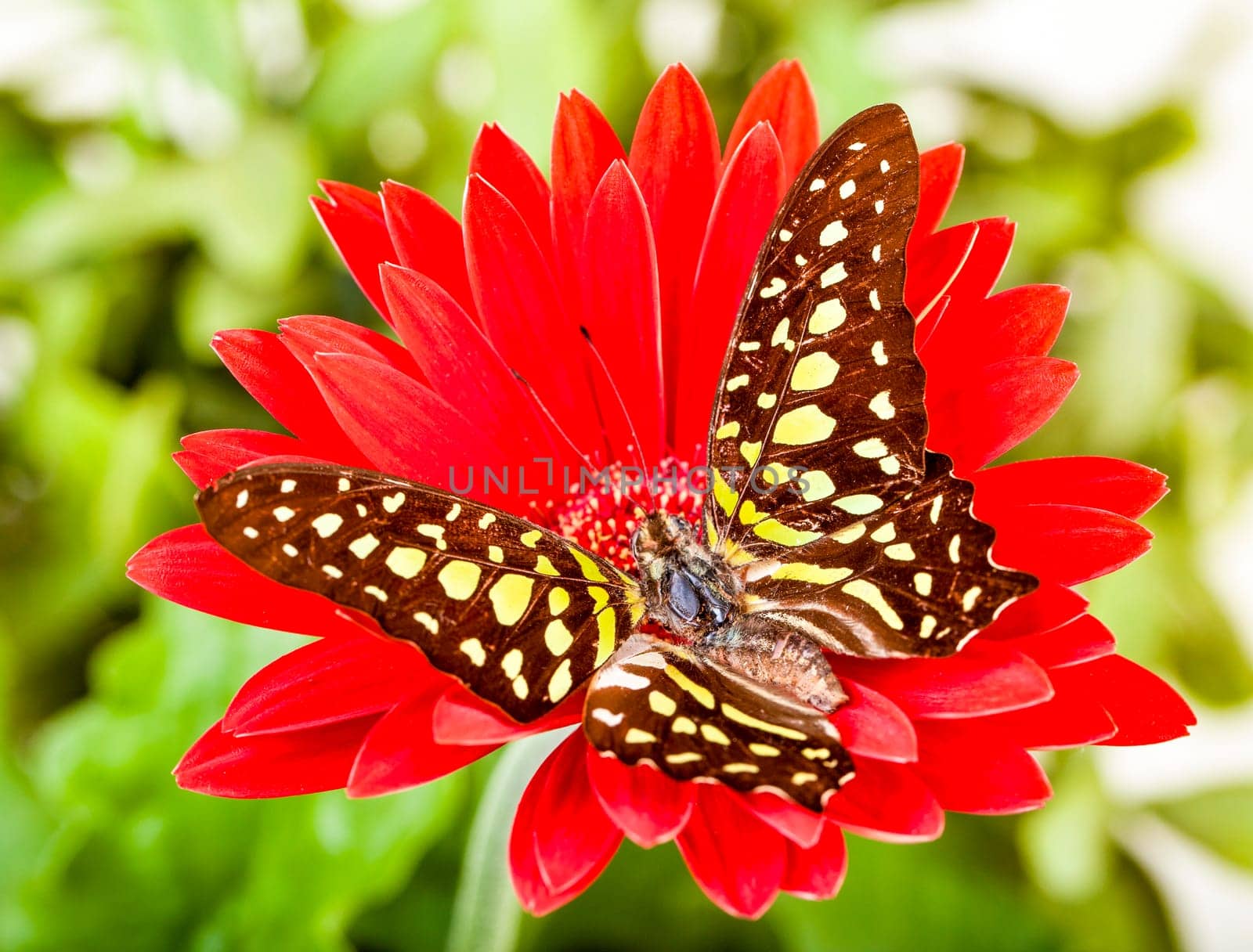 Green Jay Butterfly  aka Green Triangle or Green Spotted Triangle  on Red Gerbera Daisy