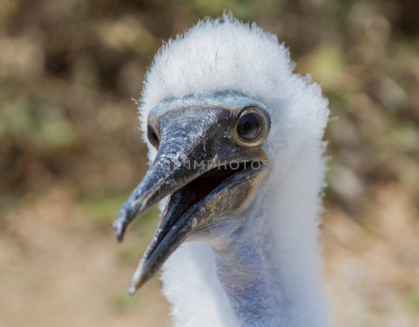 Closeup of a baby blue footed booby looking at the photographer.