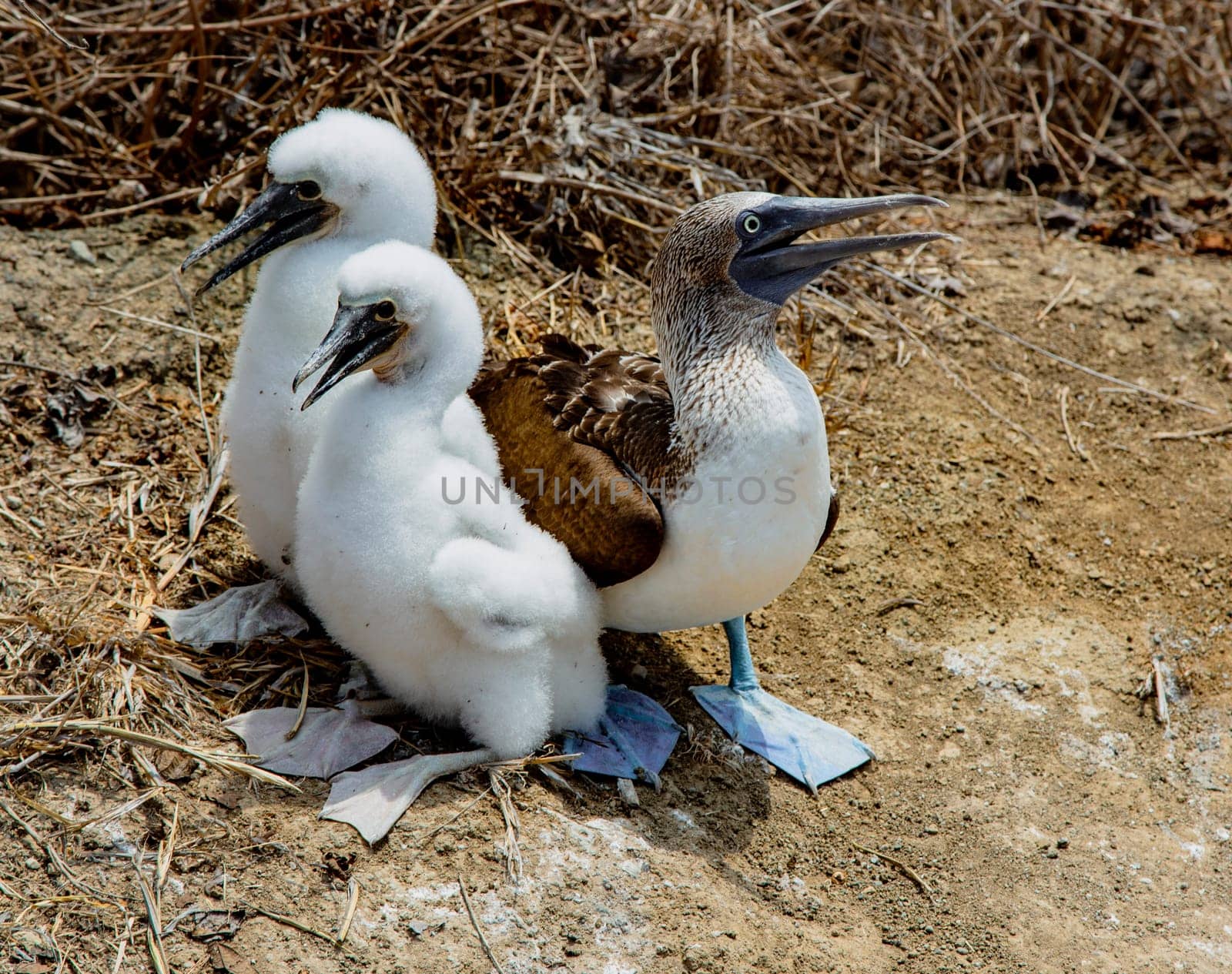 Adult female blue footed booby with two almost fully grown chicks