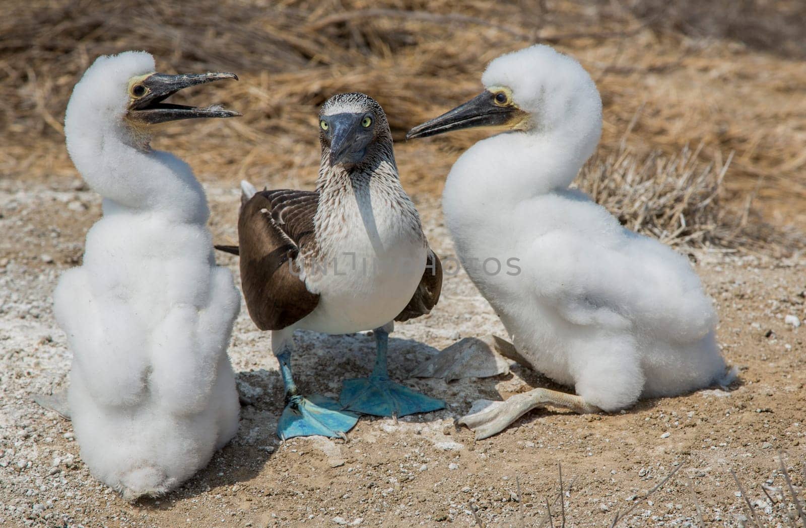 An adult male Blue-footed Booby with his two female chicks