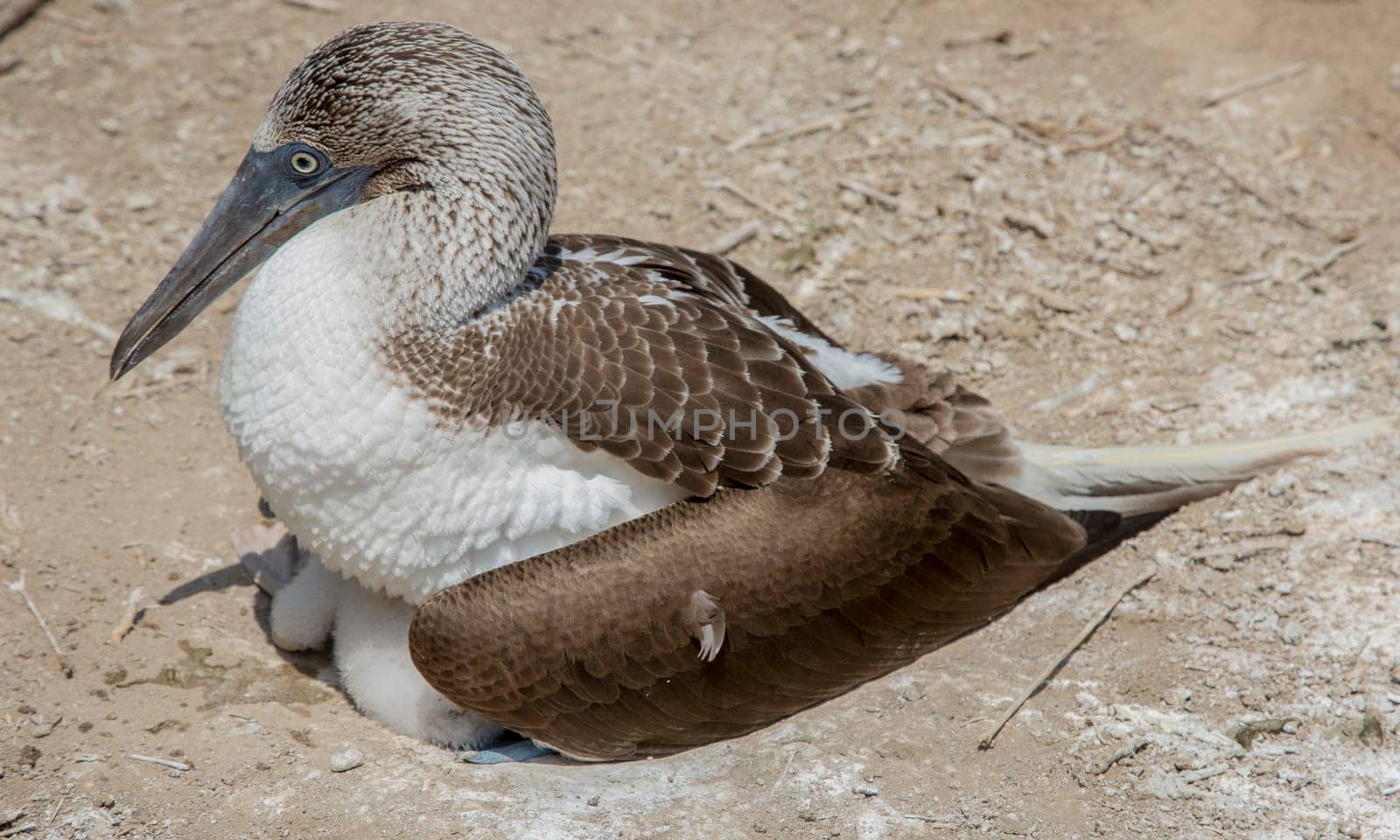 An adult blue footed booby sits on two babies in the nest