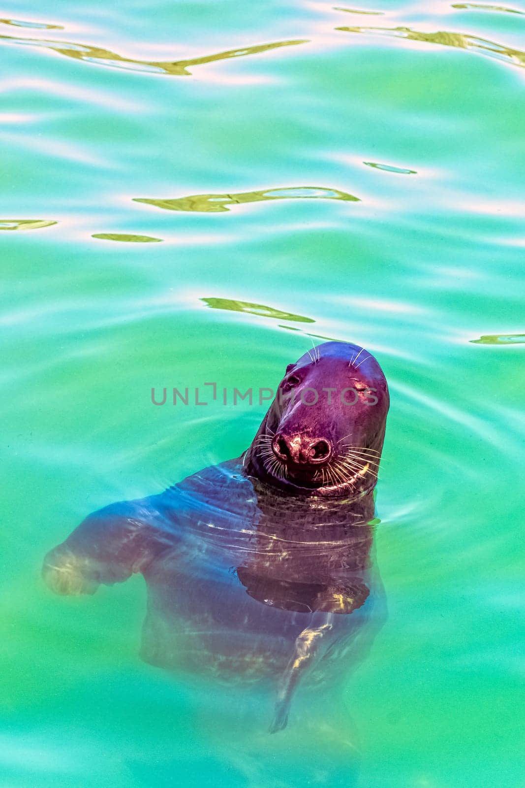 Antarctic fur seal (Arctocephalus gazella) - Hel, Pomerania, Poland