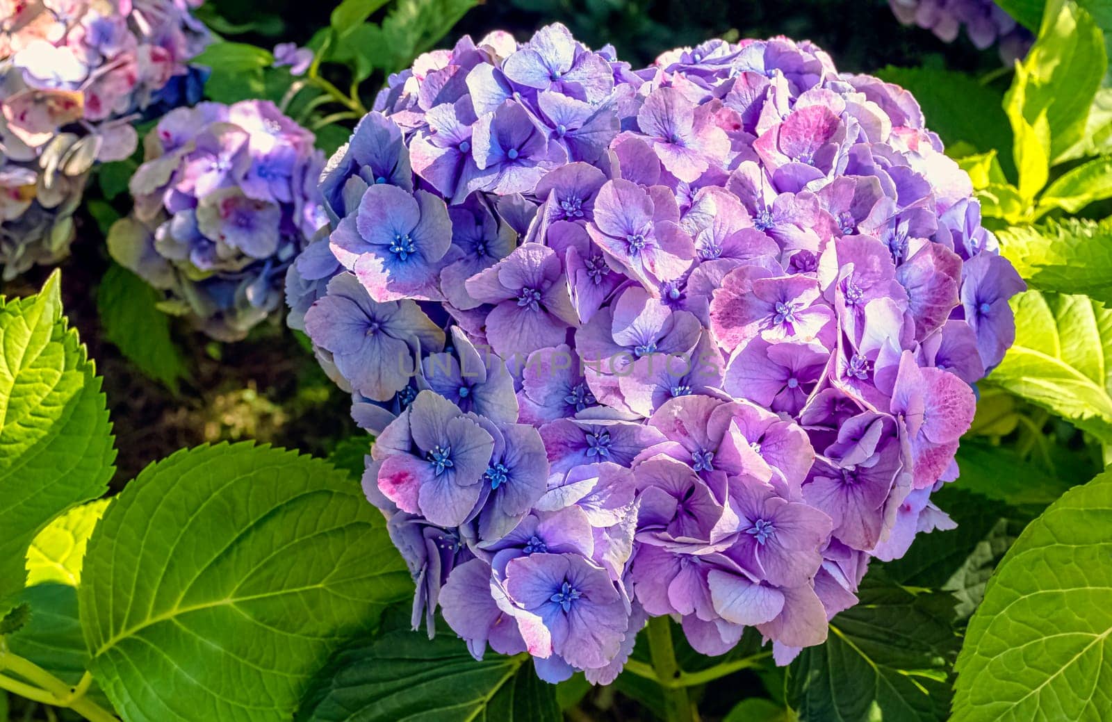 Hydrangea macrophylla known as bigleaf, French or mophead hydrangea, penny mac and hortensia