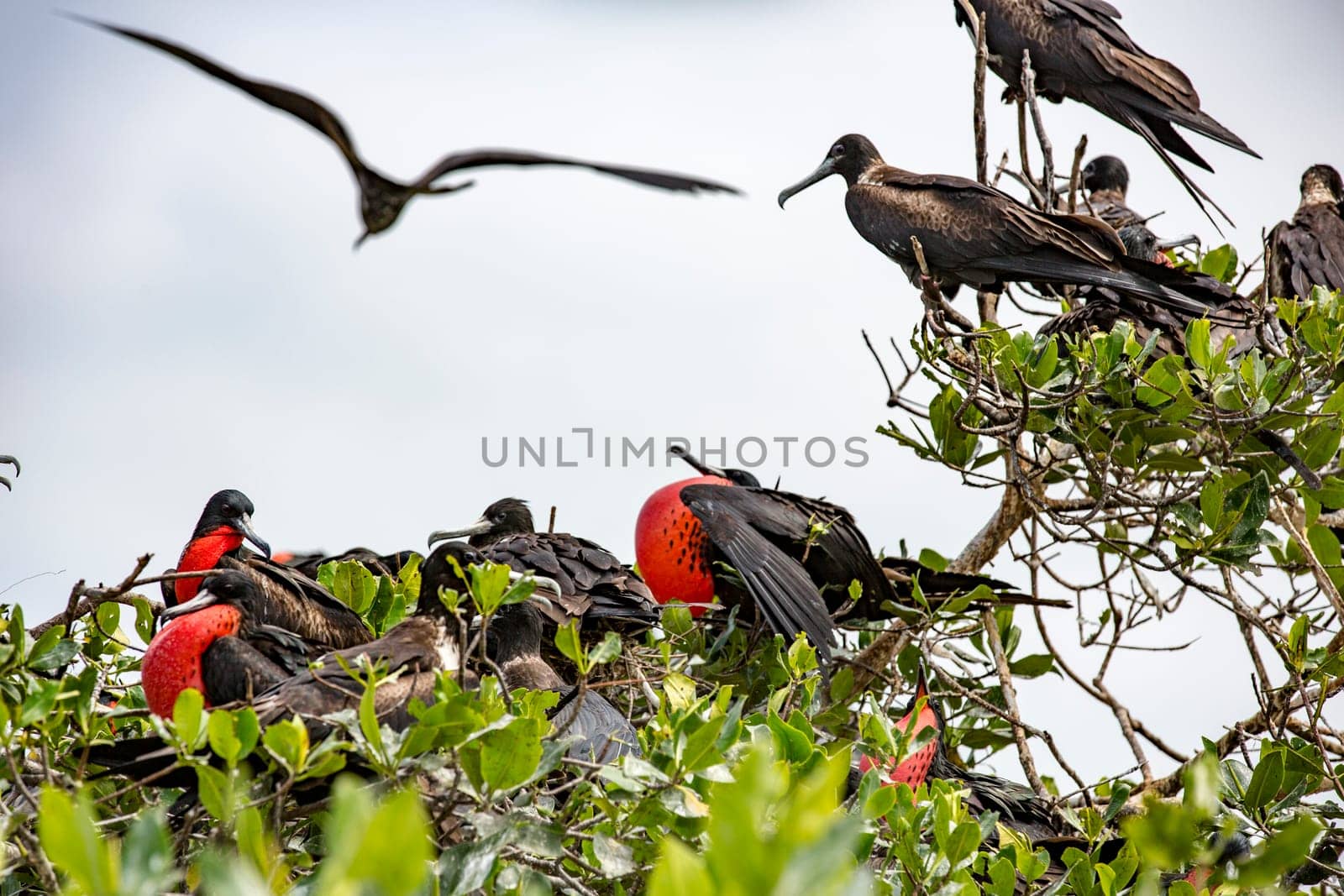 Frigate birds with male having inflated red gullet for mating season