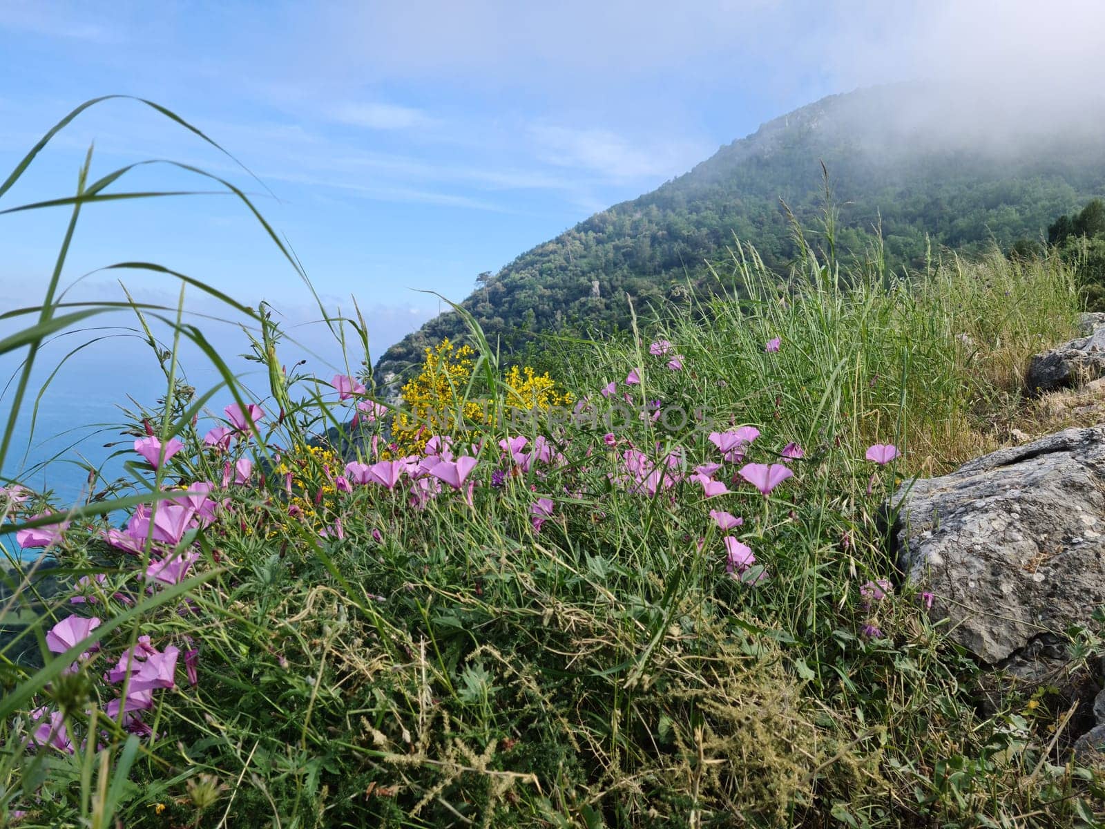 Pink Mountain Wildflowers (Ipomoea Sagittata), Seaside Of The Alpes-Maritimes, French Alps, France. Close Up View