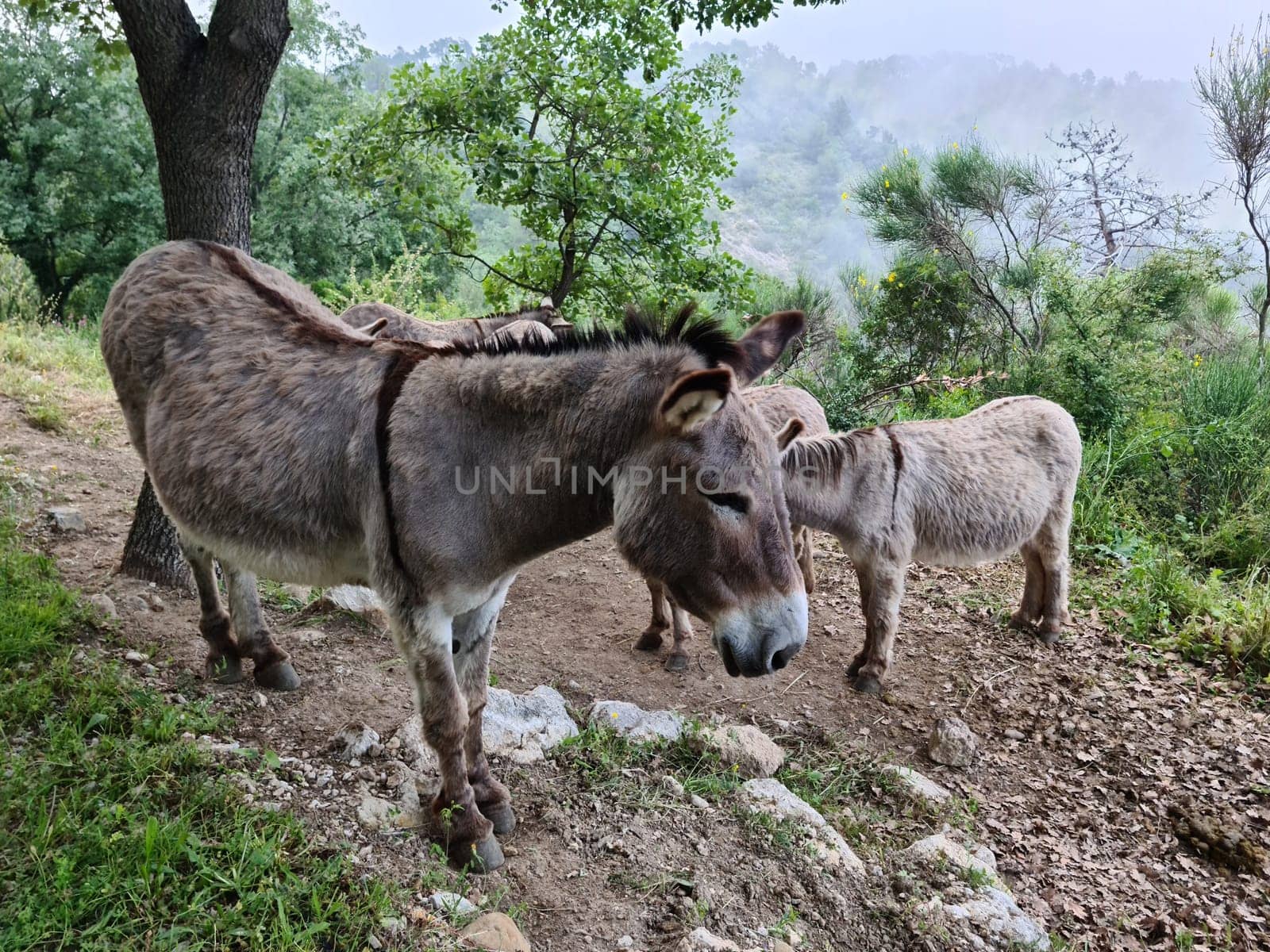 Beautiful Donkeys Walking In The Mountain, French Riviera, France, Europe. Close Up View