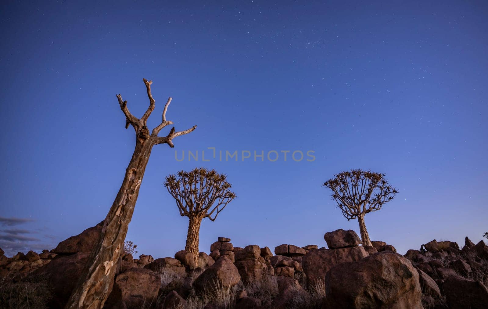 Quivertrees are unique to the deserts of Namibia