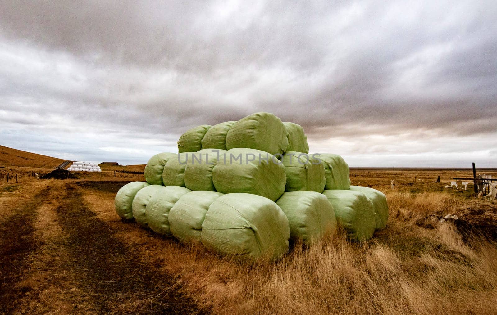 Bales of hay bundled to protect from weather, and ready for transport to barn