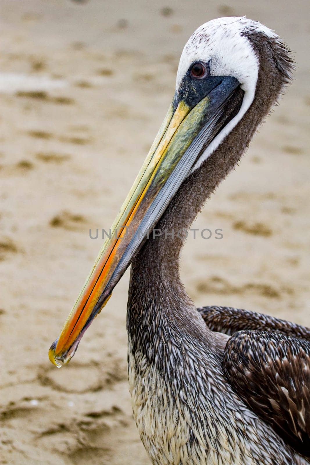 Closeup of pelican in Peru