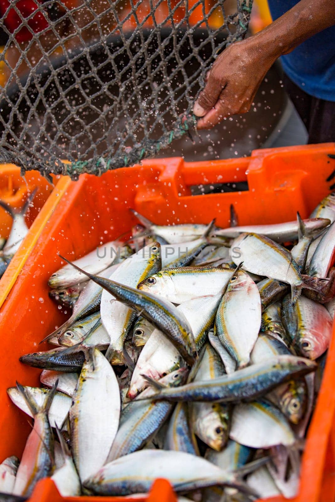 Fisherman s catch of fish is stored in a plastic bin, ready to take to the nearest restaurant