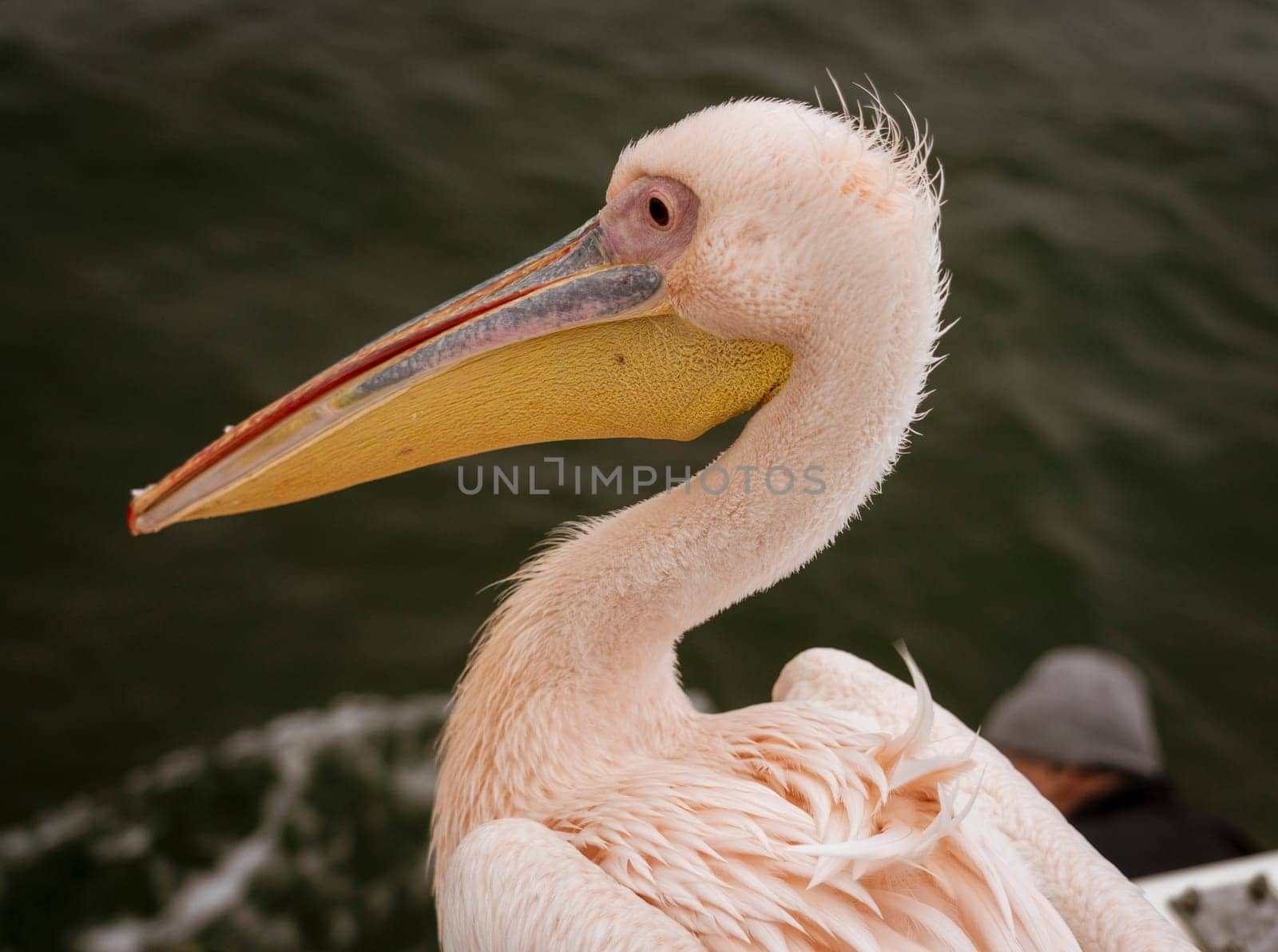 Profile of a Great White Pelican in Namibia