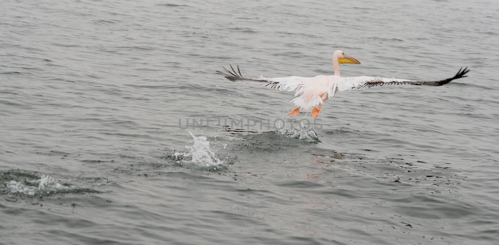 Great White Pelicans in flight in Namibia