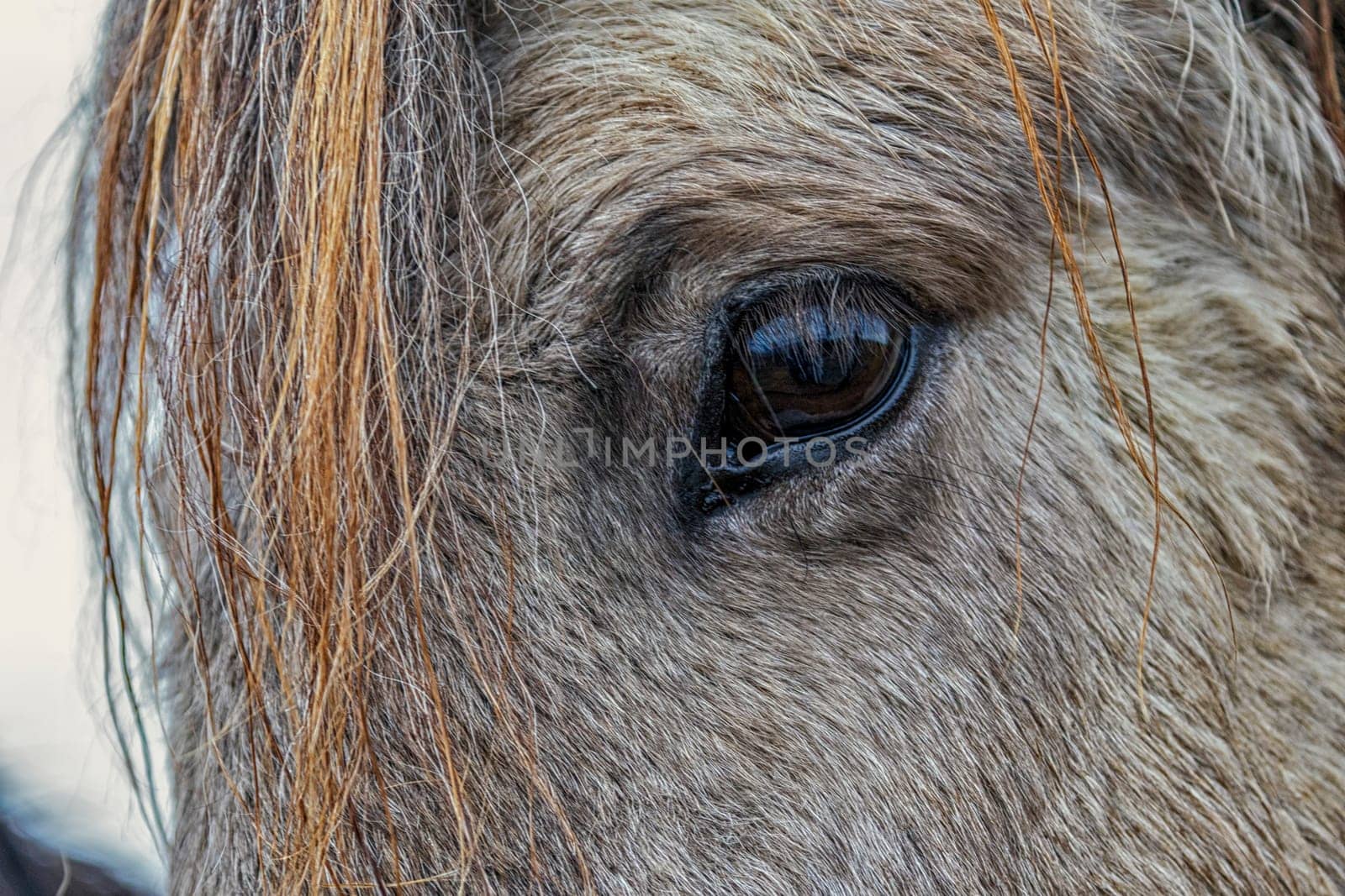 Icelandic Horses were bred specifically for the climate in Iceland