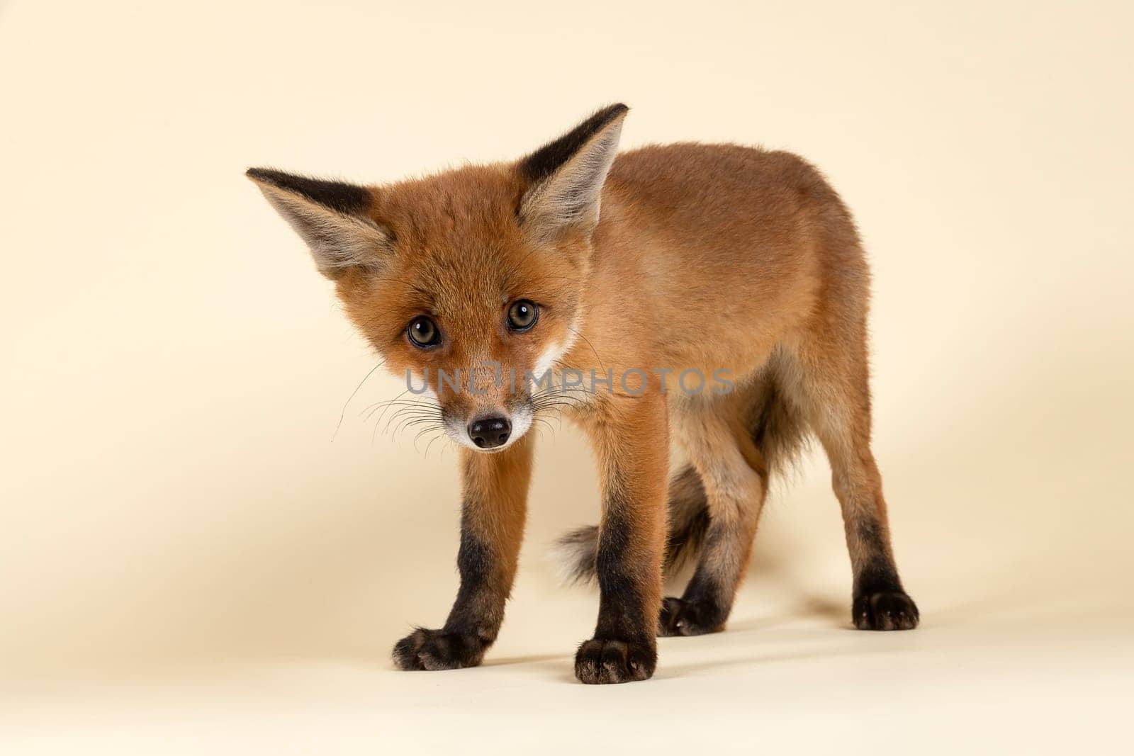 Red fox (Vulpes vulpes),juvenile,ducking,captive,8 weeks,studio recording