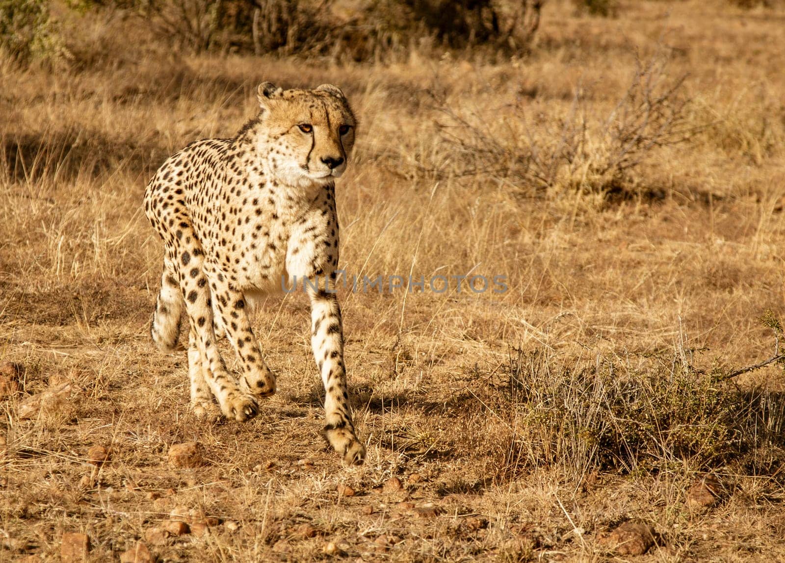 Adult cheetah walks among short dry grass in Namibia