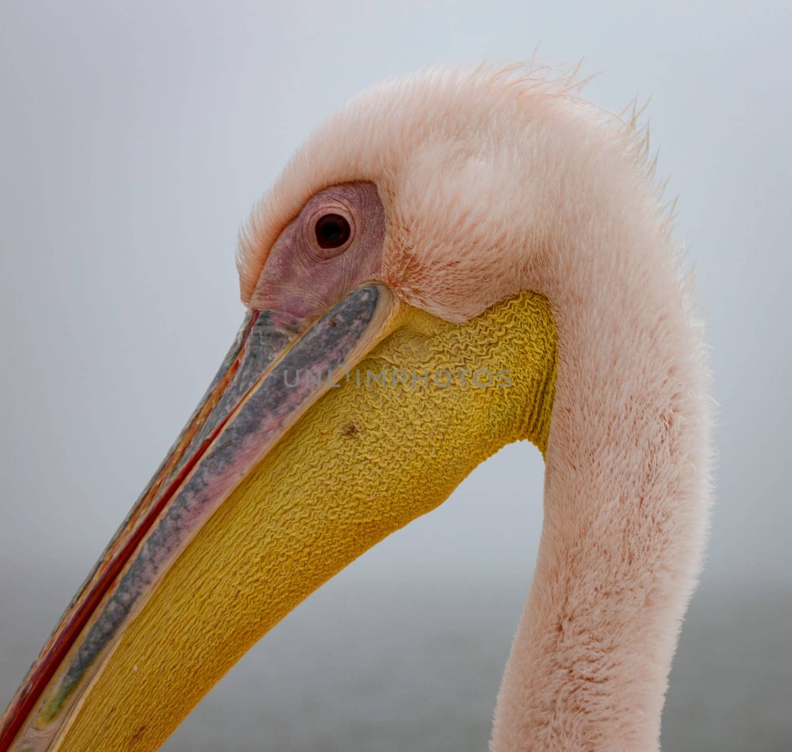 Profile of a Great White Pelican in Namibia