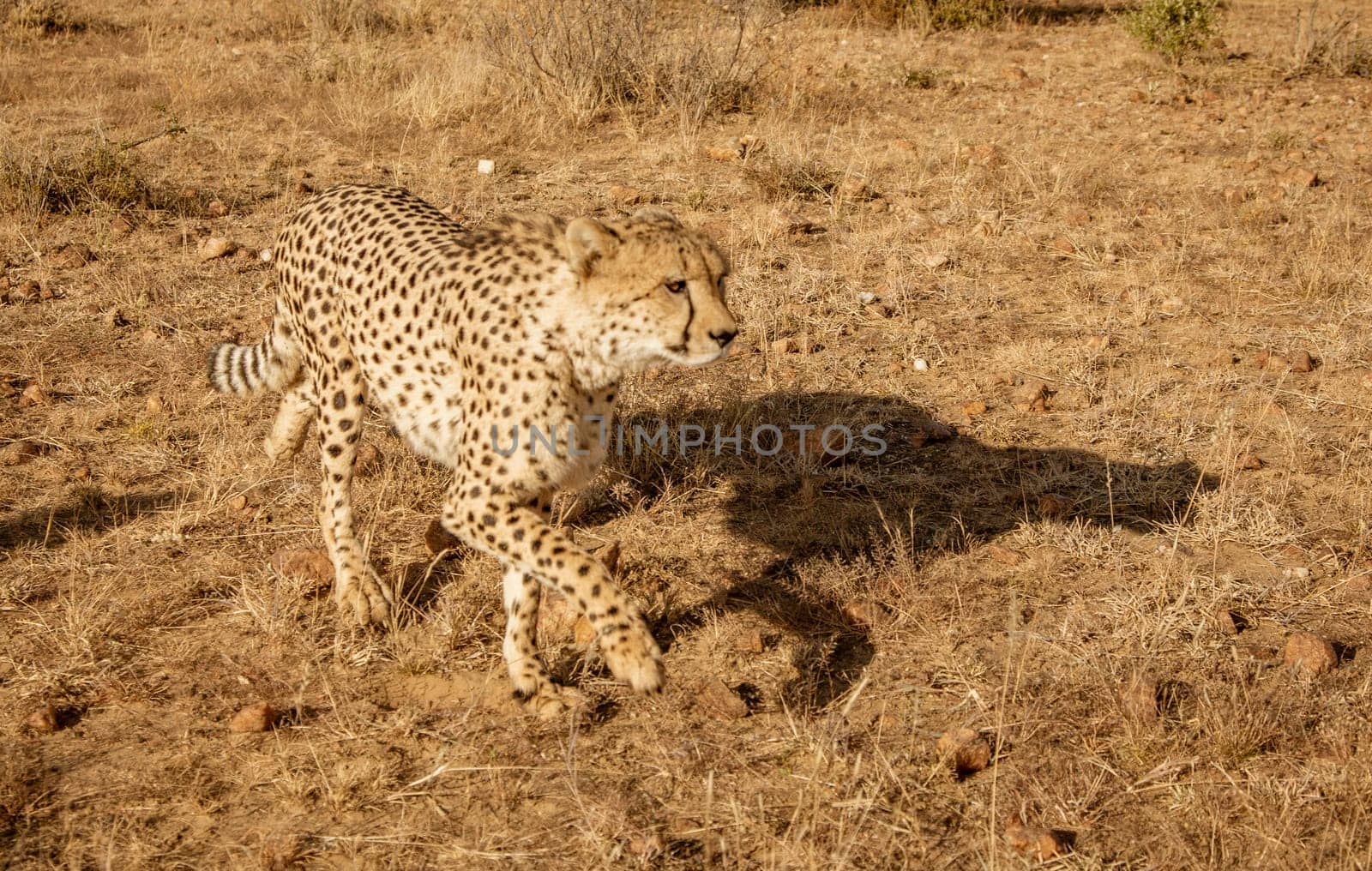 Adult cheetah walks among short dry grass in Namibia