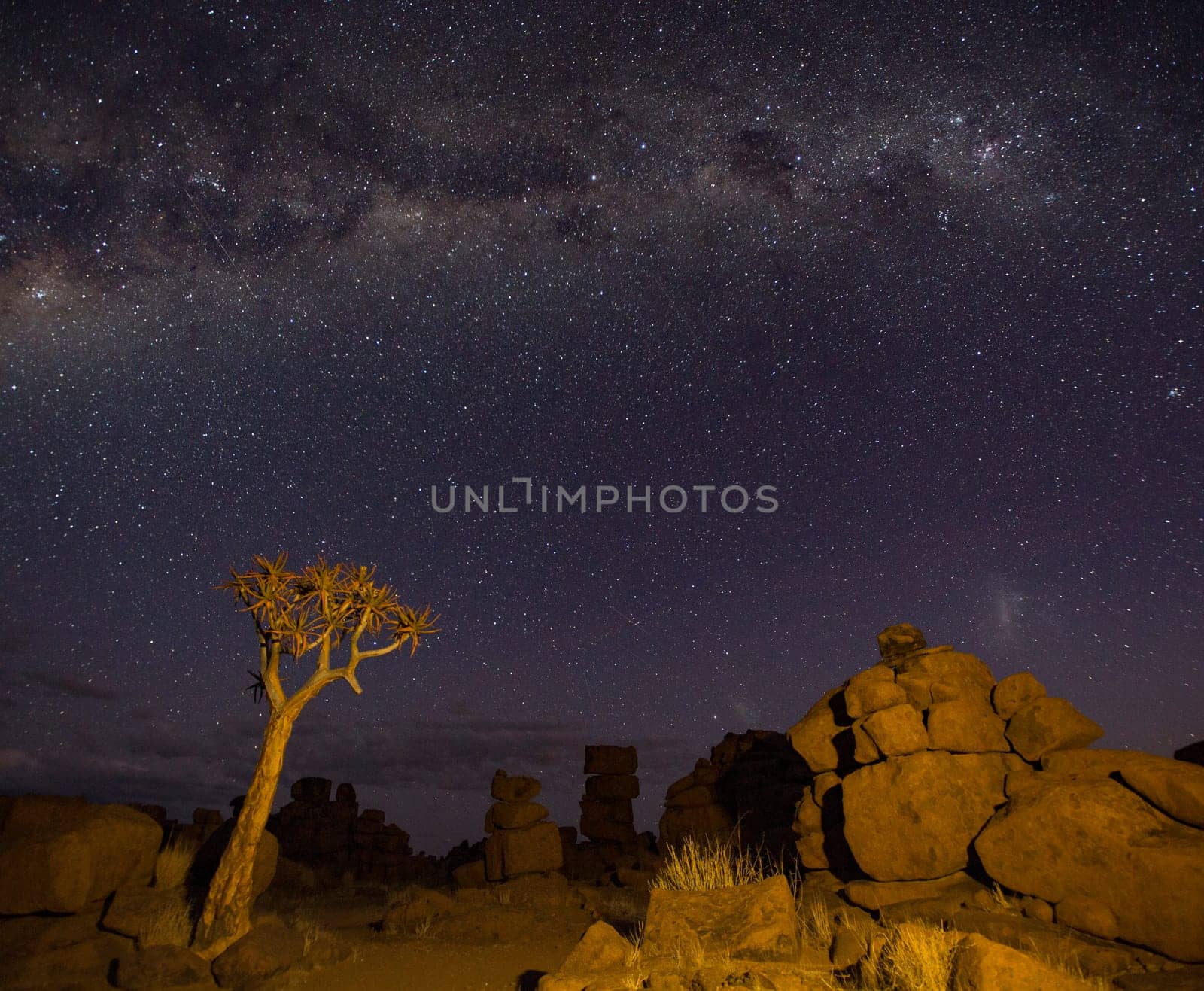 The Milky Way shines over quivertrees in Namibia