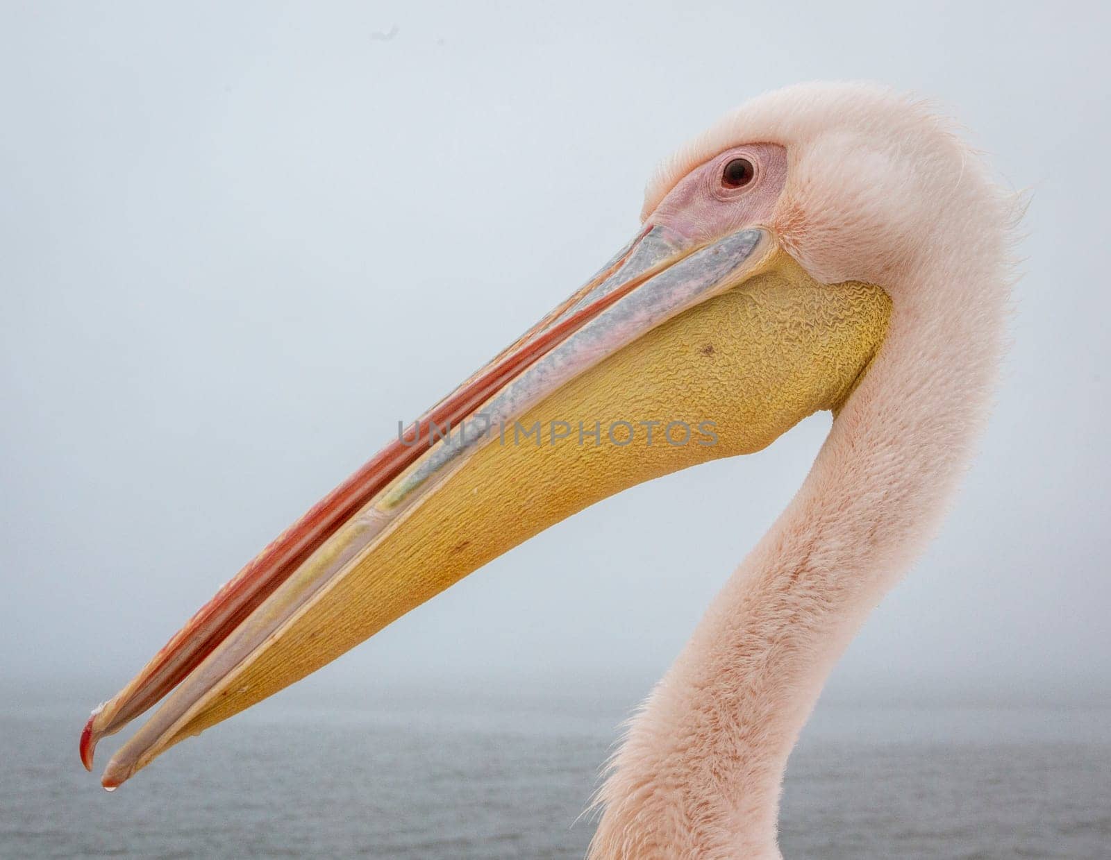 Profile of a Great White Pelican in Namibia