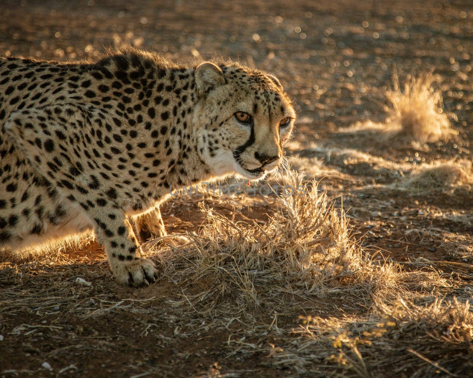 Closeup profile of adult cheetah in Namibia
