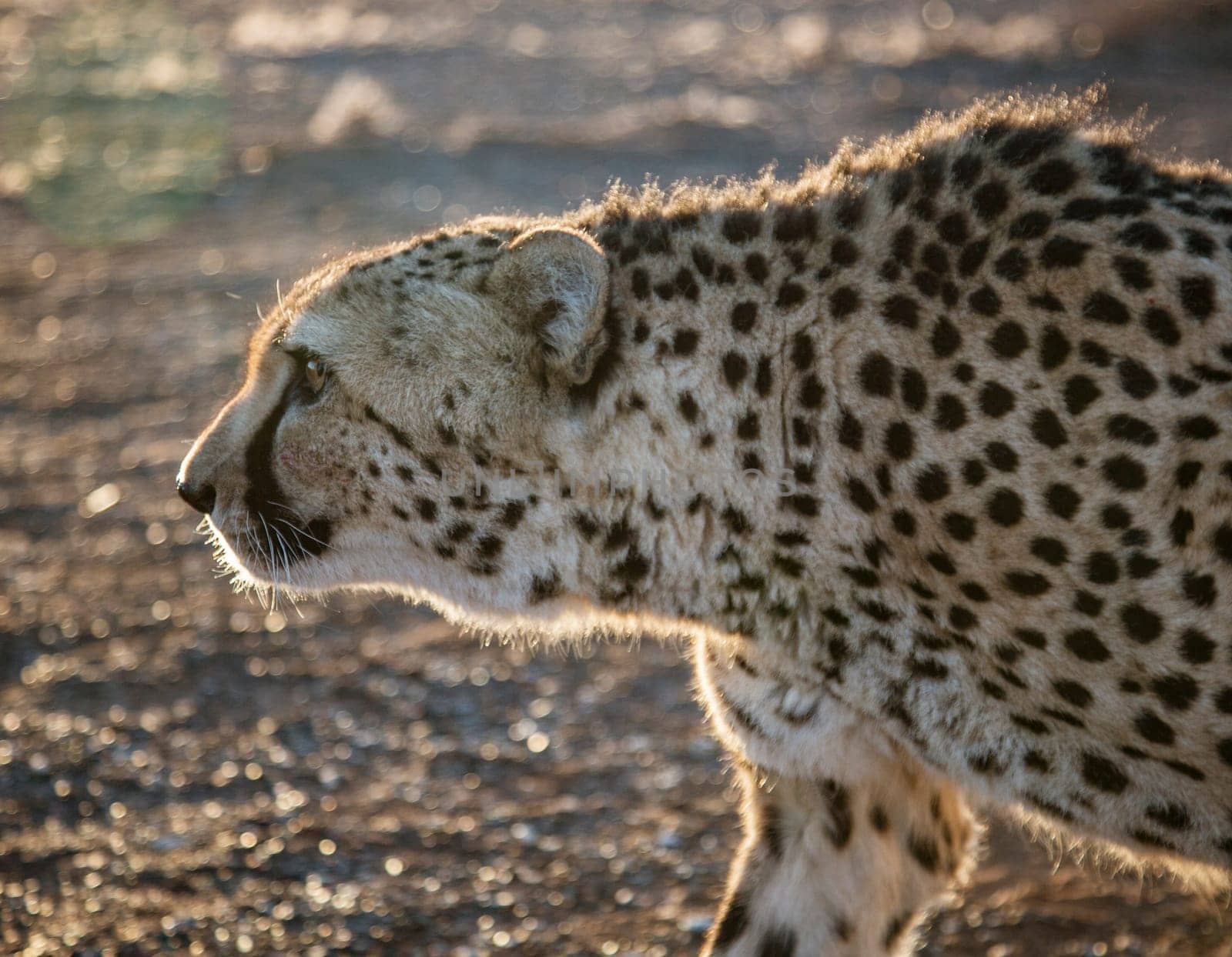 Closeup profile of adult cheetah in Namibia