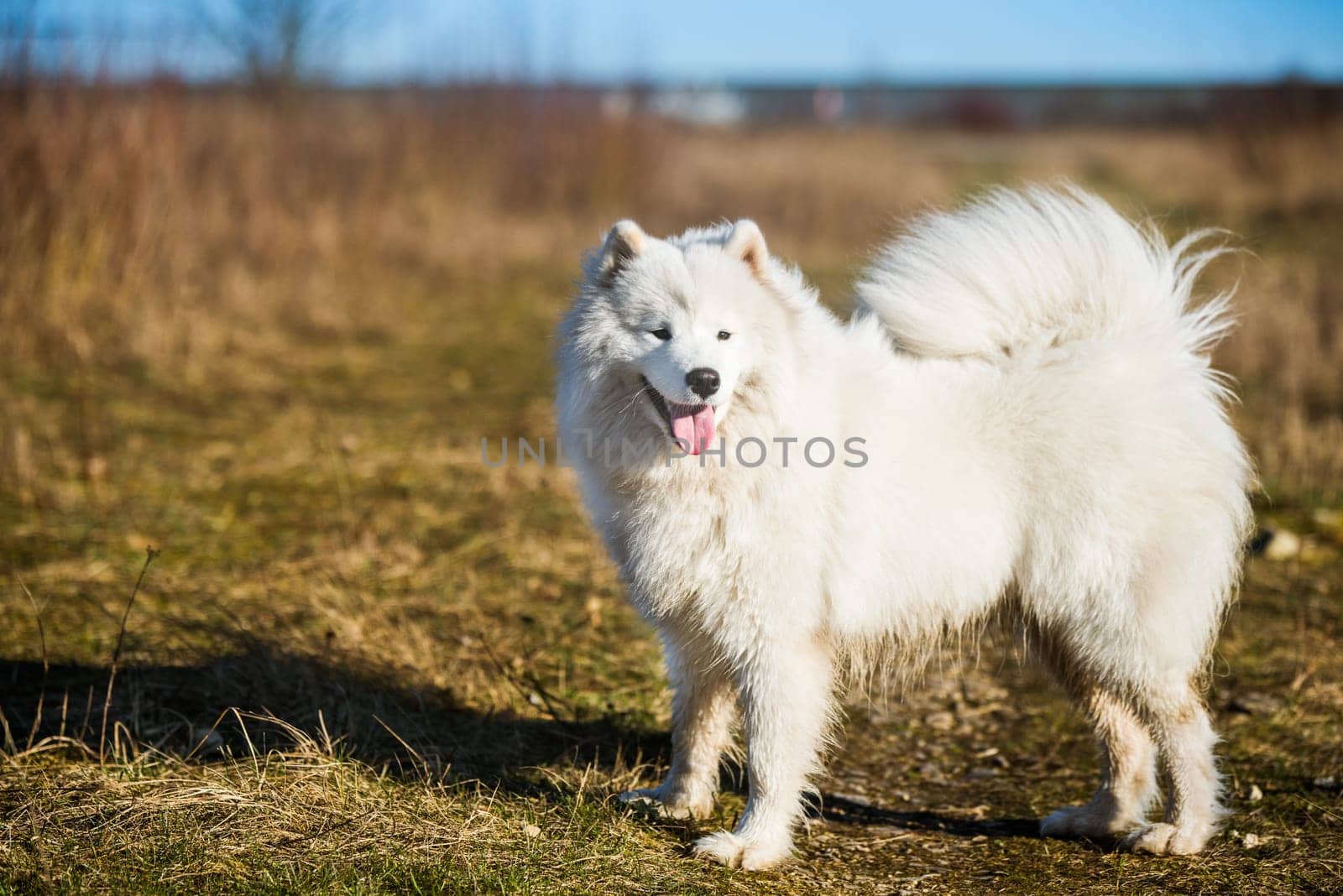 White fluffy Samoyed dog puppy is walking in park in the spring nature on dry grass background
