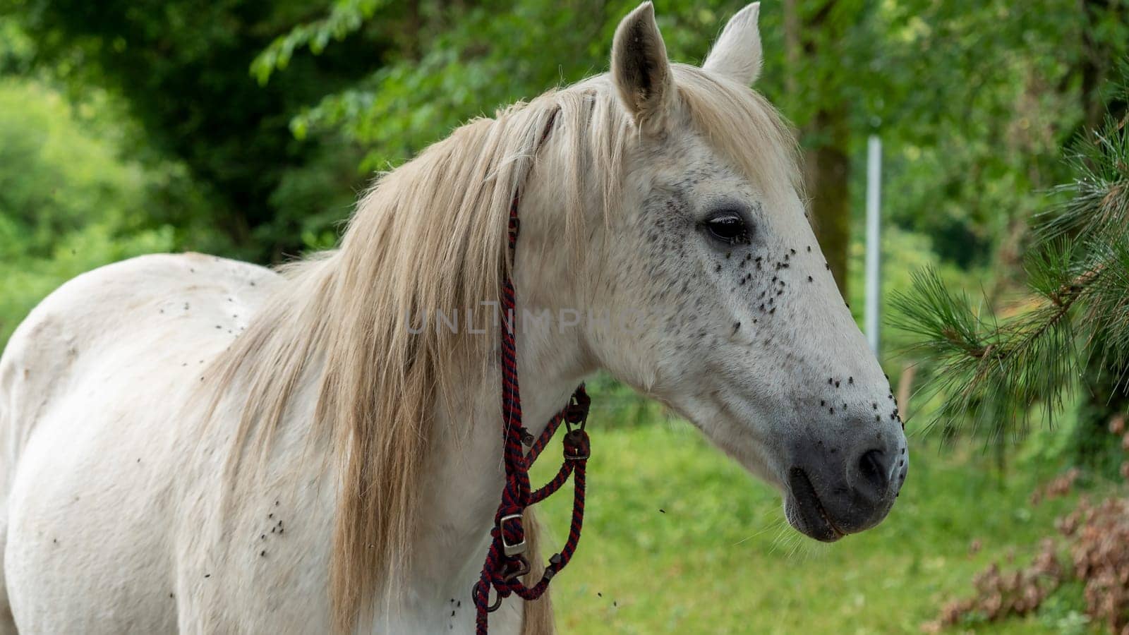 a close up of head of white horse