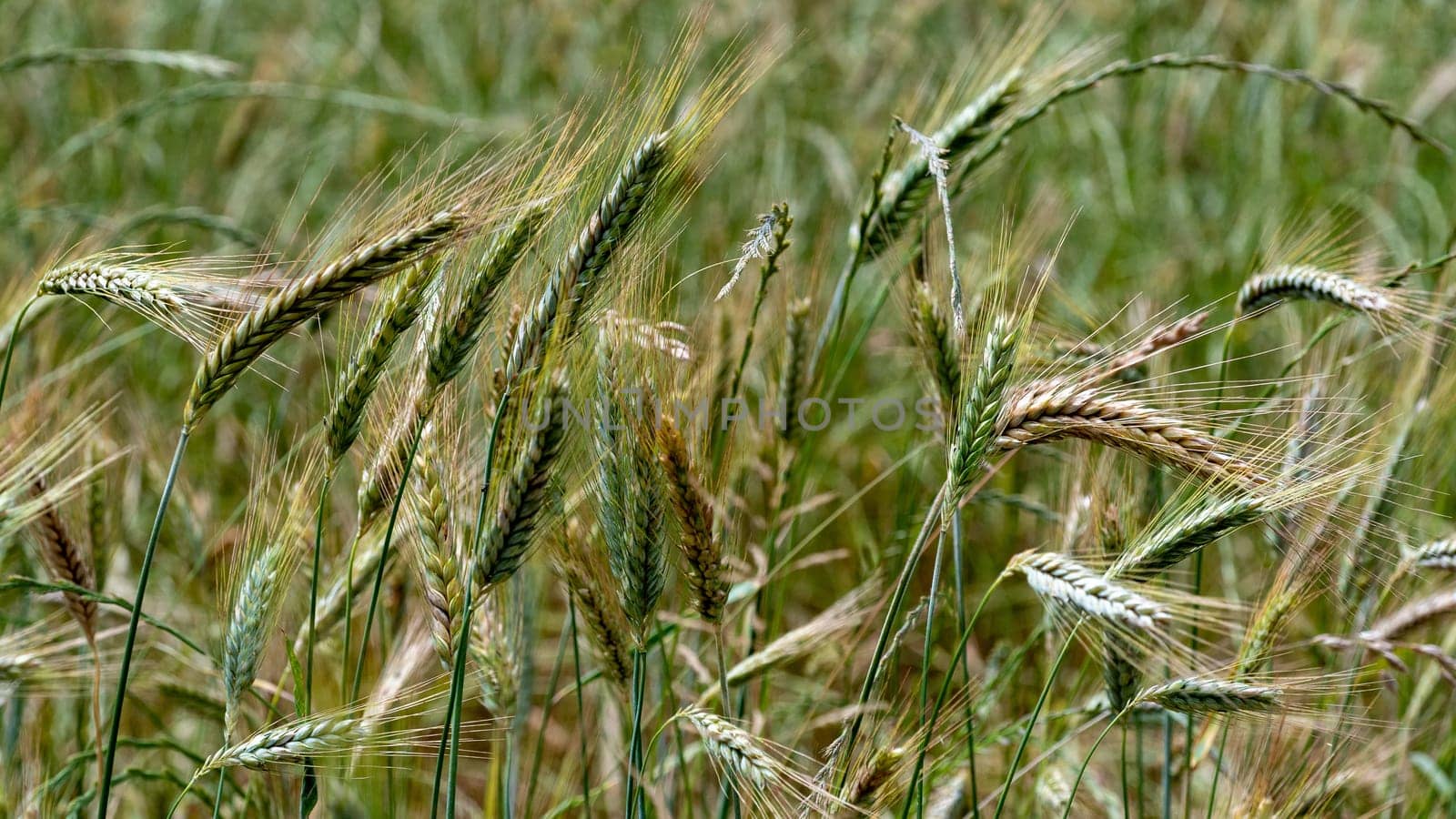 Ears of wheat in the wind