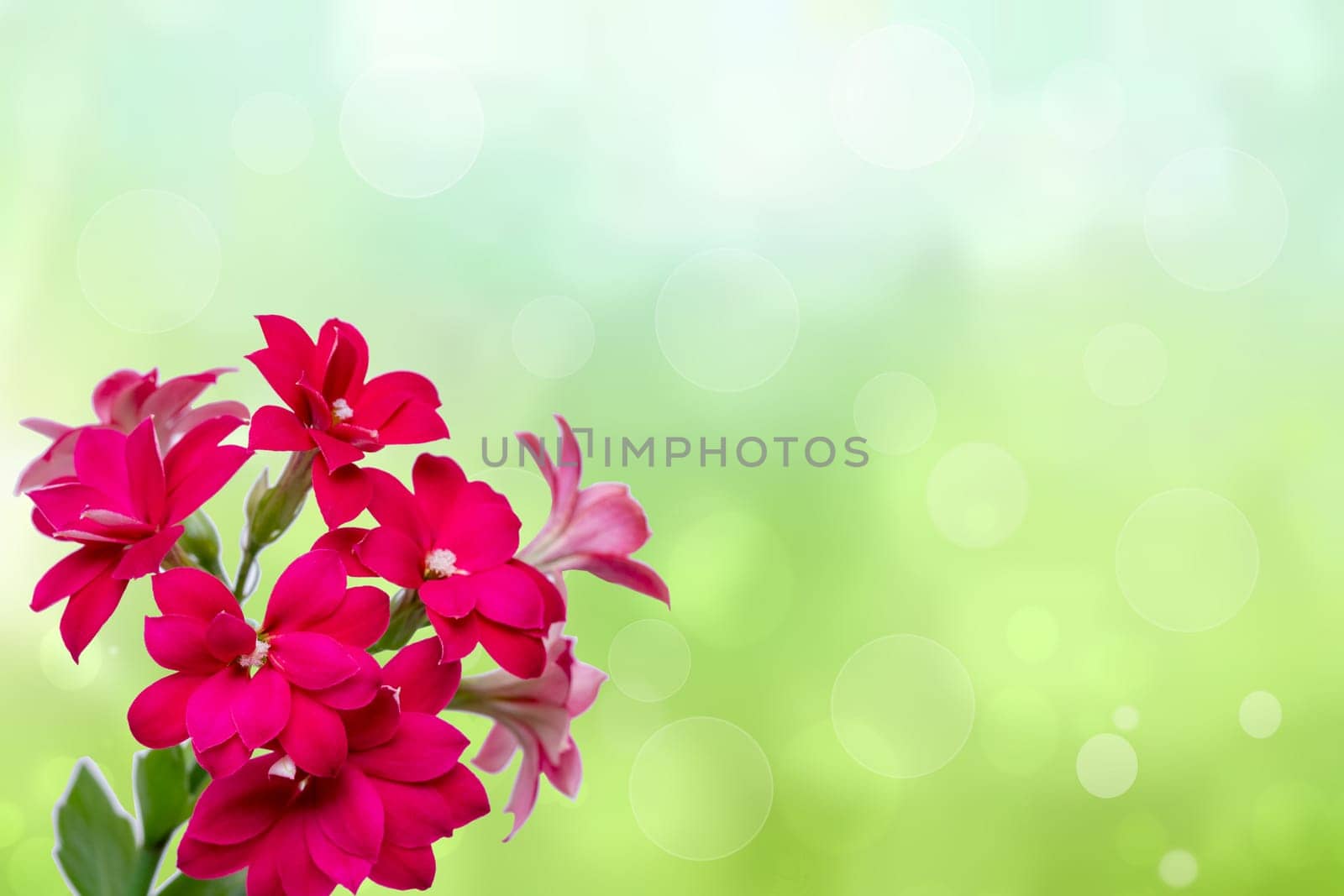Greeting card template. Selective focus on gorgeous blooming red pink flowers on abstract festive light green background. Design template for mother day, wedding, valentine, birthday or other holidays. Macro. Space.