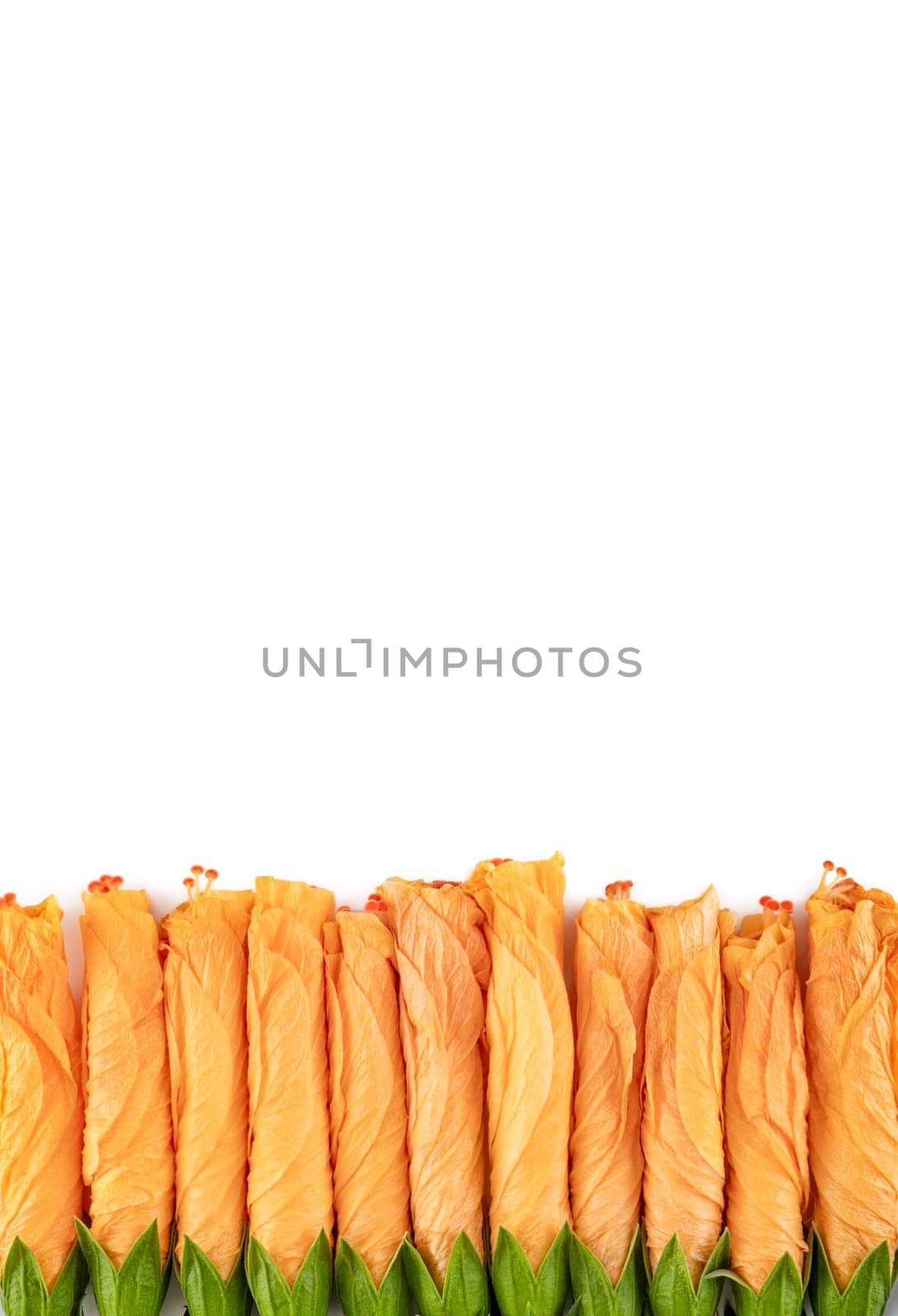 Rolled rose buds lined up in a row on a white background