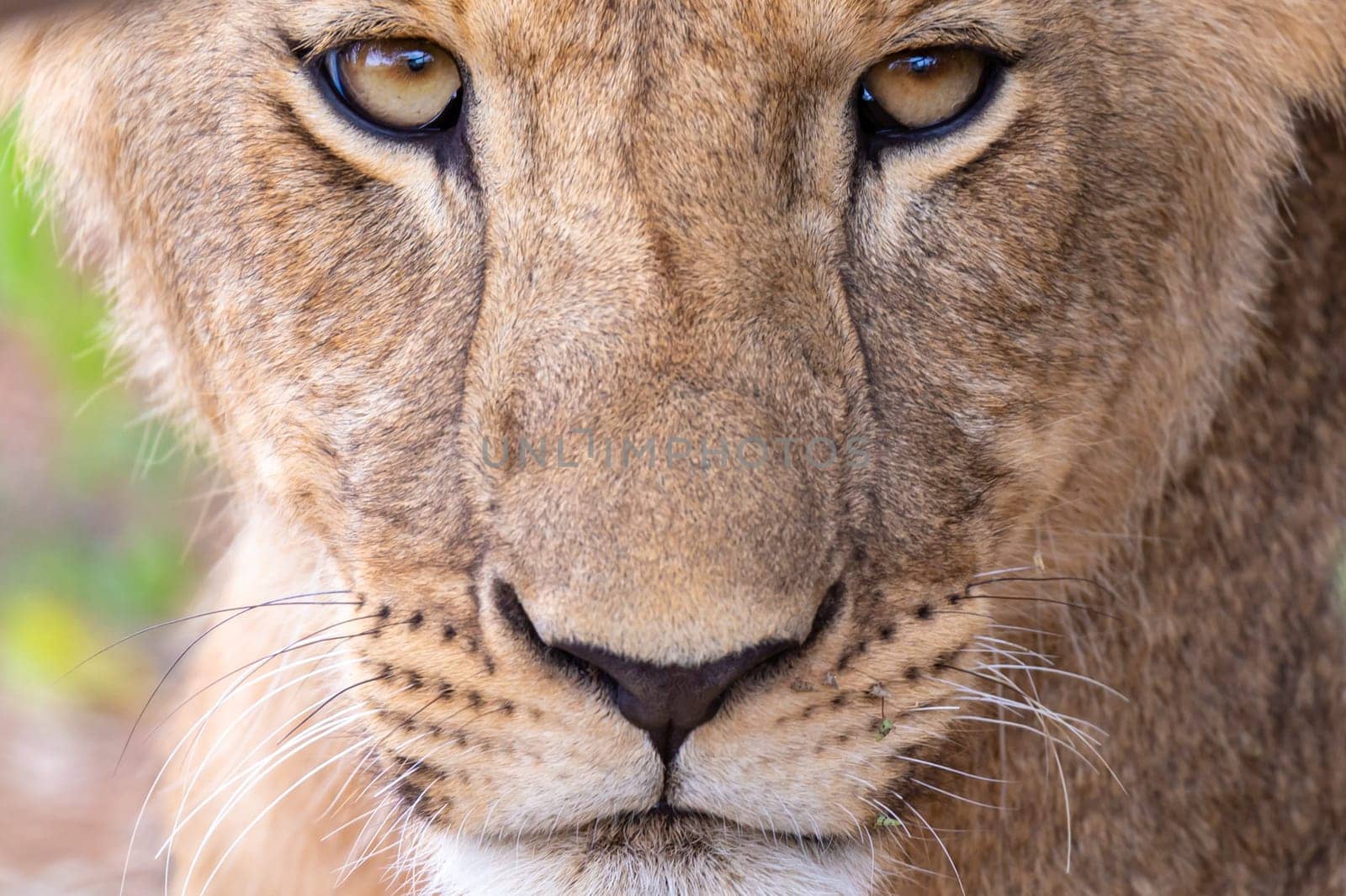 A face of a lioness in close-up
