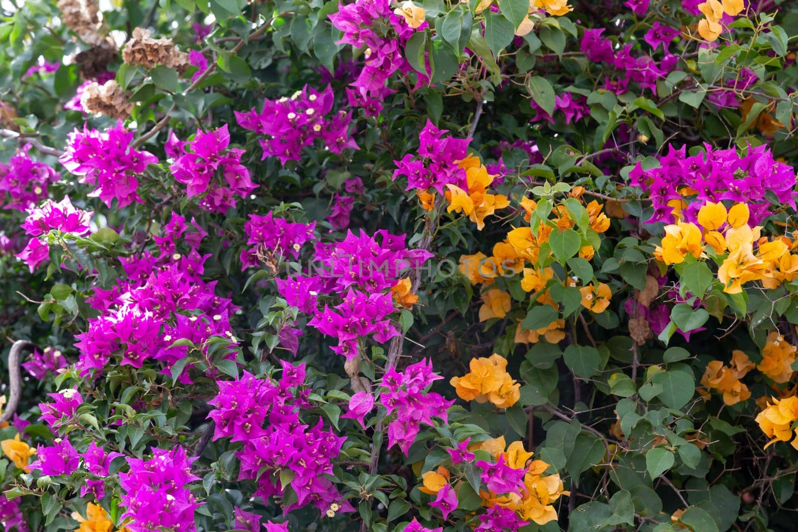Colorful plants and flowers on the island of Madagascar