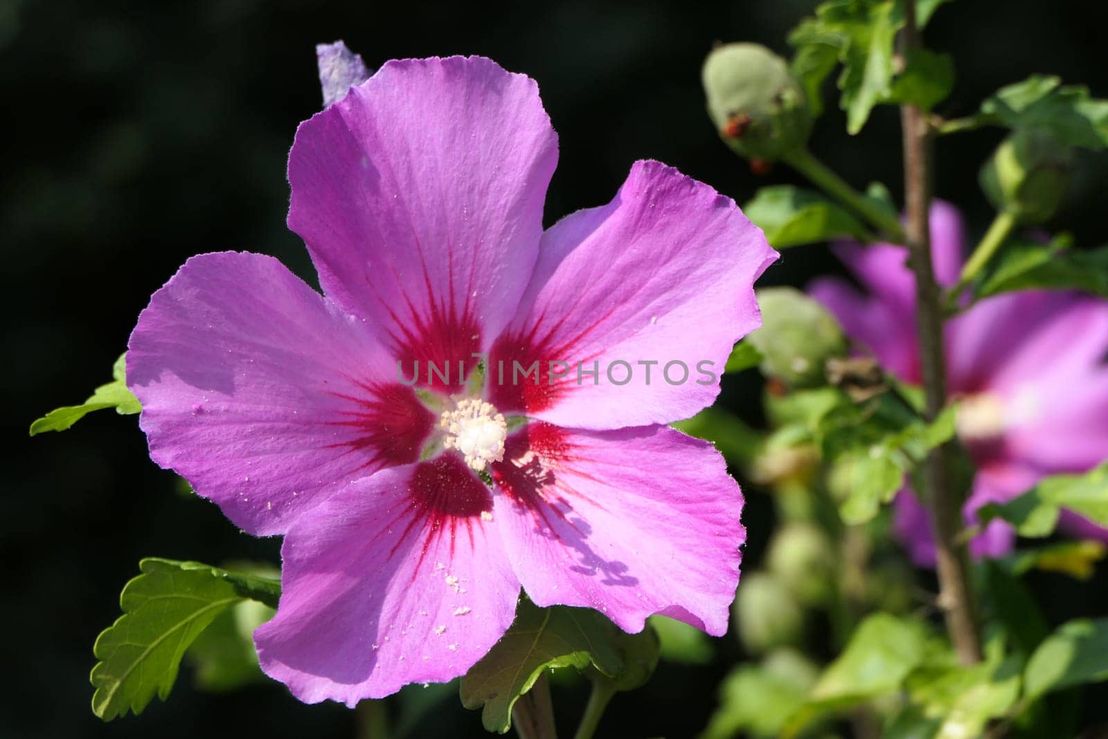 One beautiful pink flower surrounded by green branches