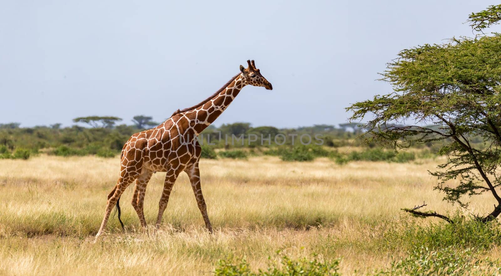 One giraffe walk through the savannah between the plants