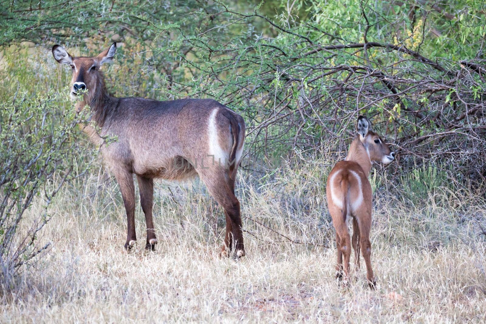 Some native antelopes in the grassland of the Kenyan savannah