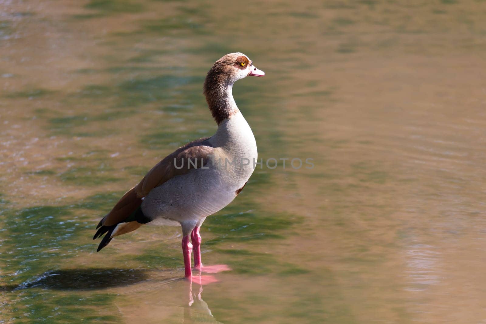One colorful duck stands in the water