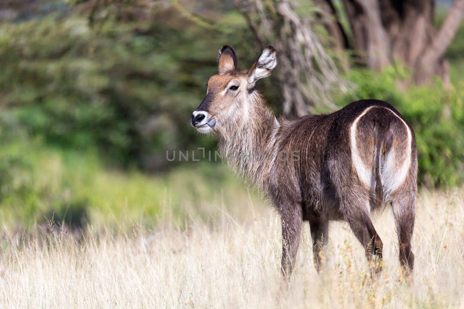 An antelope in the middle of the savannah of Kenya