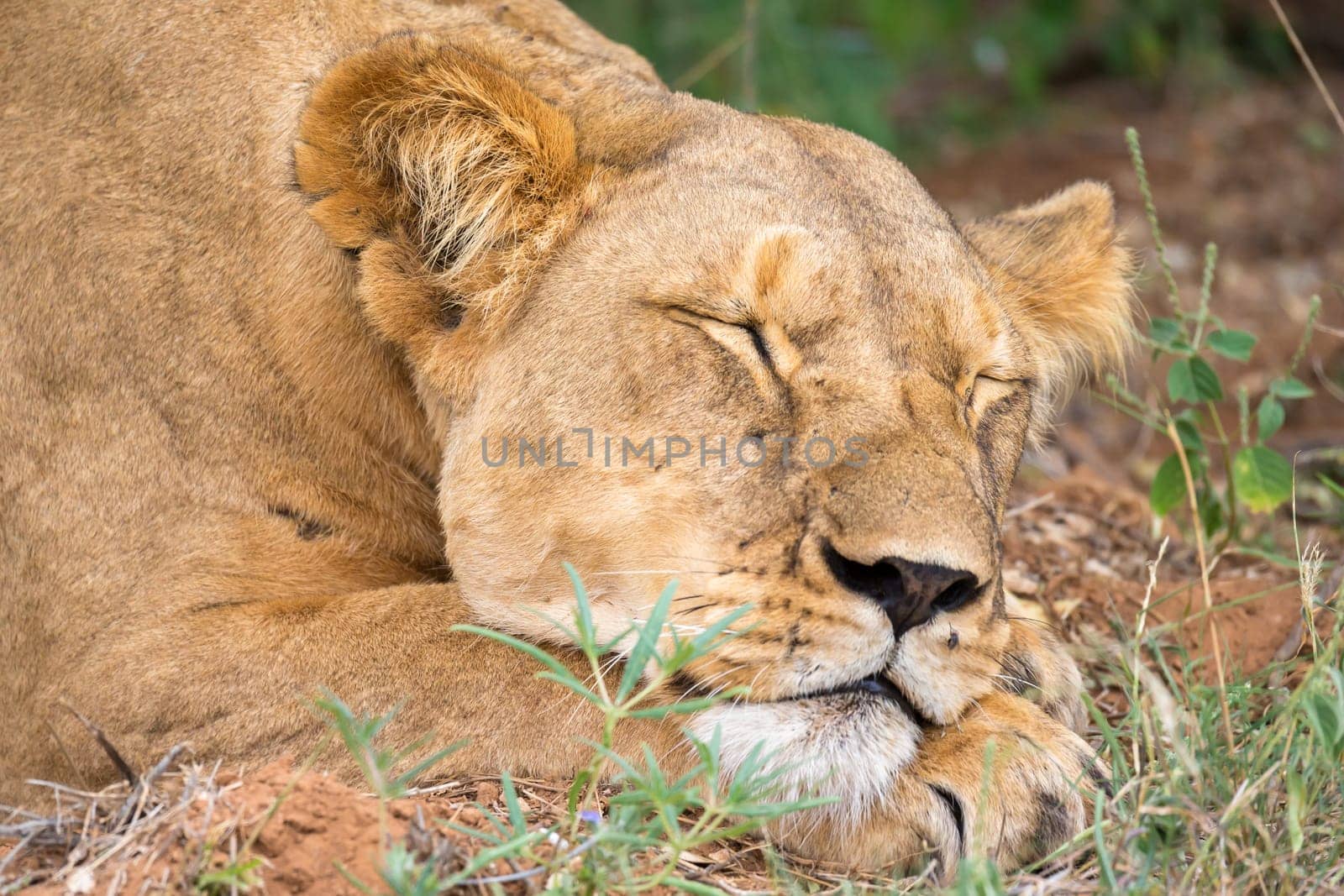 A lioness is slepping in the gras of the savanna