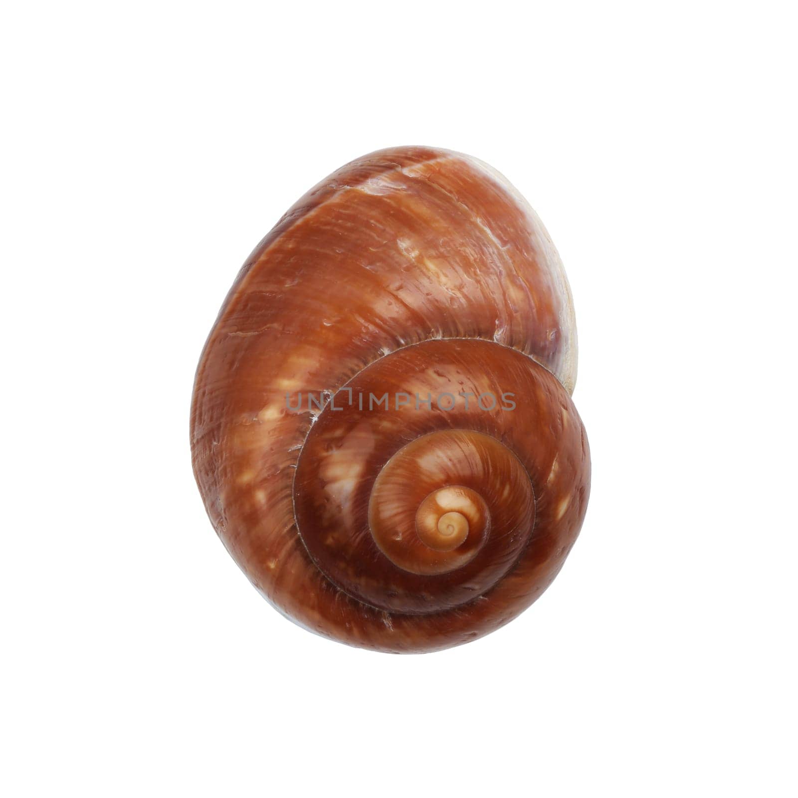 A brown Nautica spiral shell on white with clipping path