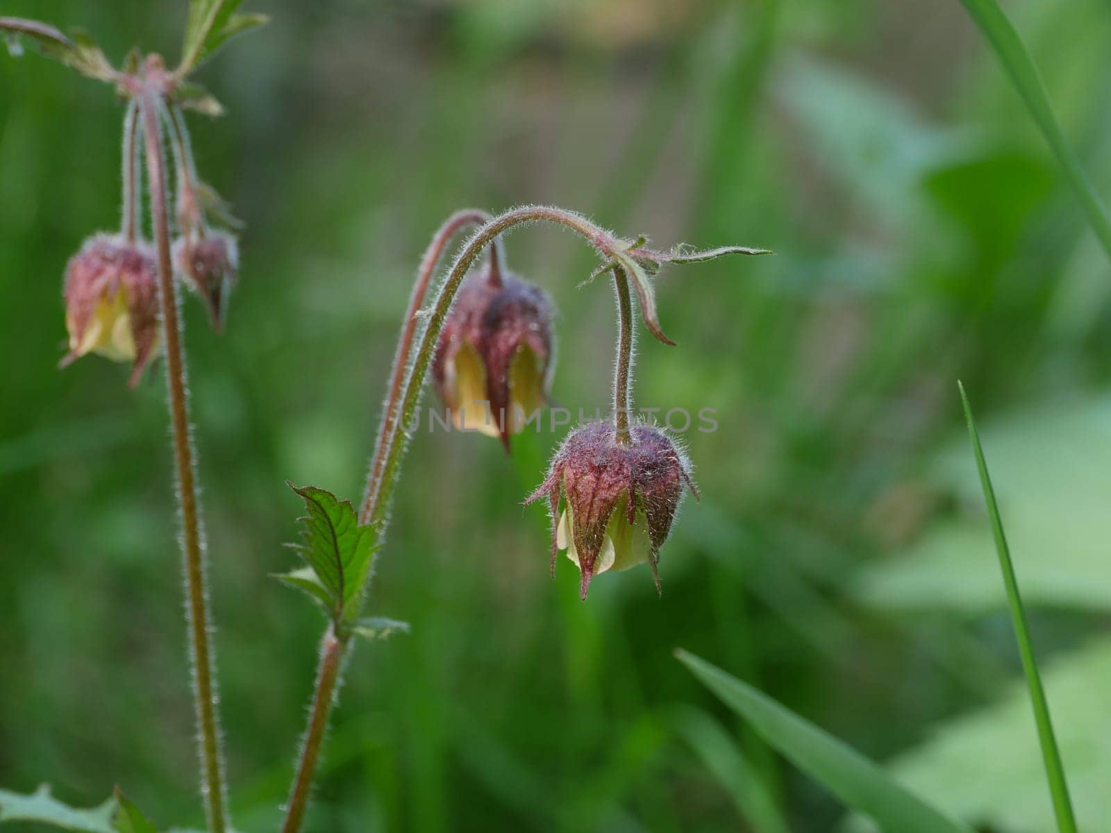 Flowers Geum Rivale close-up, medicinal plant used in folk medicine