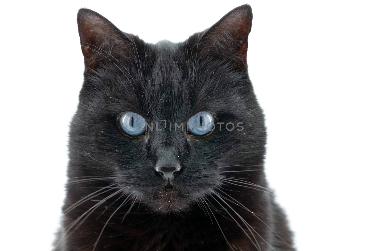 Beautiful black cat poses on a white background