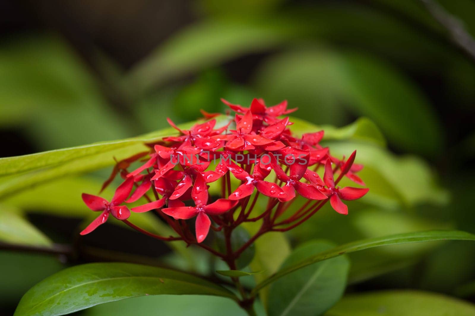 Small red flowers with rain drops and green leafs