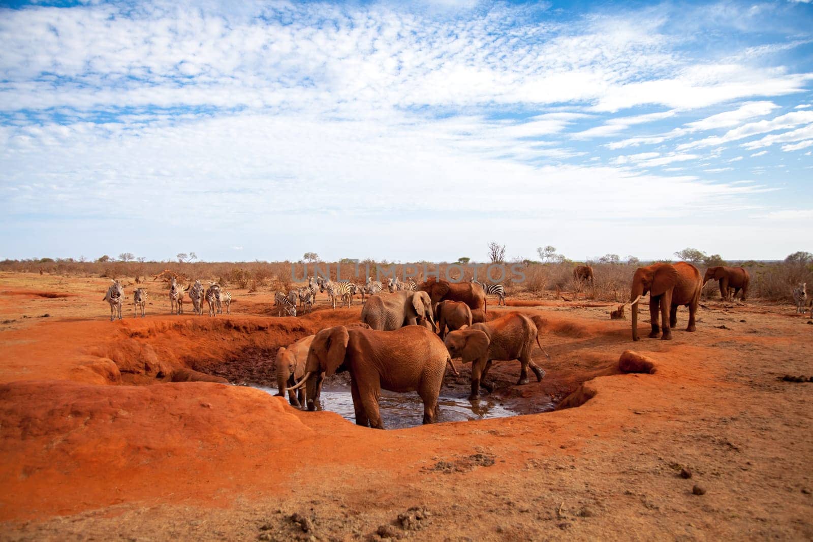 a lot of elephants on the waterhole, safari in Kenya