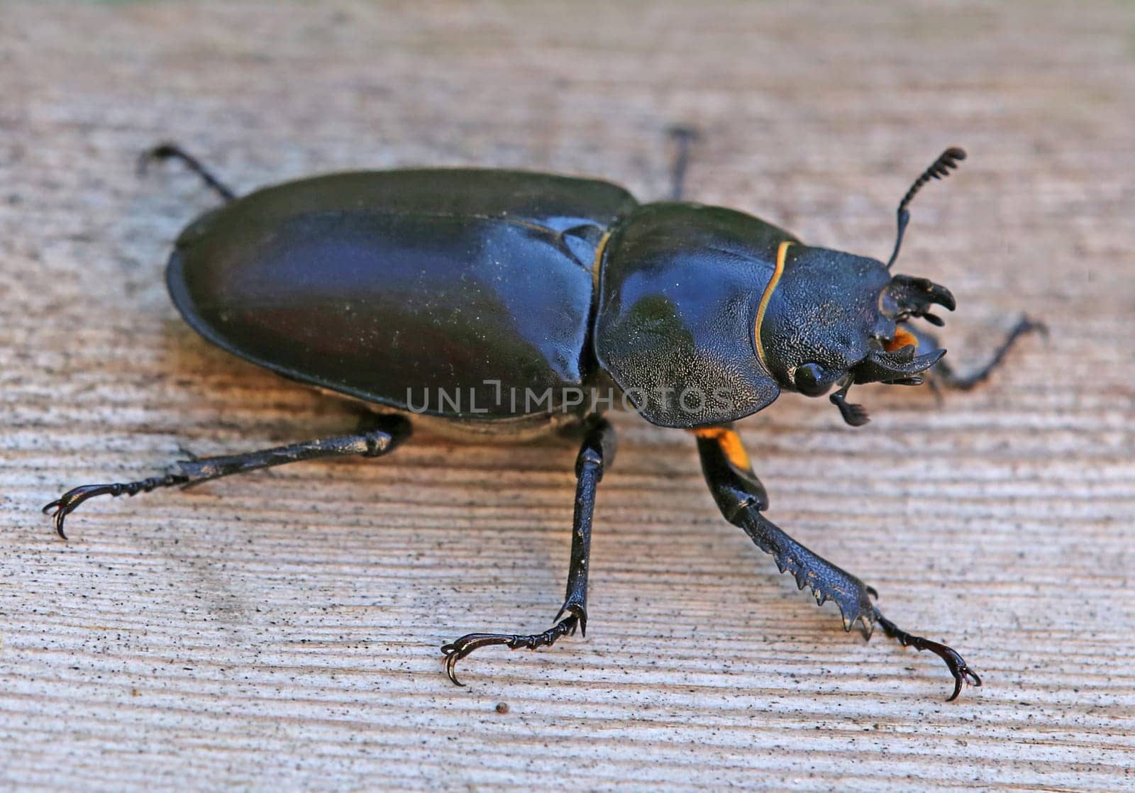 Female stag beetle Lucanus cervus